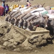 Maasai Women in Lorbene Village fetching water for their home use , and carrying it using donkeys as means of transport , its 15 Kilometers away from  their  homes