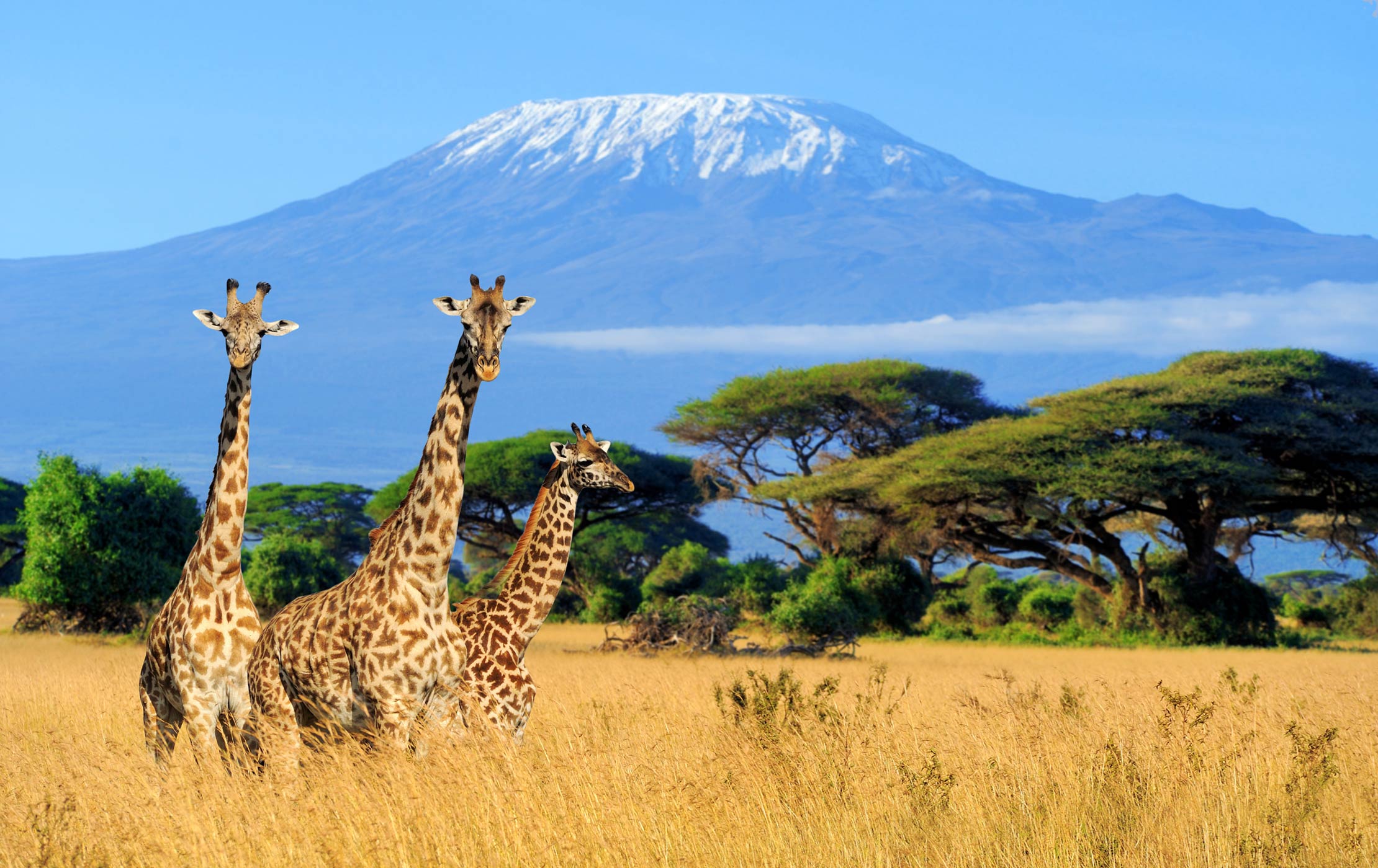 Mount Kilimanjaro Challenge